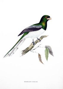 Giant Trogon, fugl fra India, gravering fra bok av John Gould (1804-1881) quot;Tropical Birdsquot; av John Gould