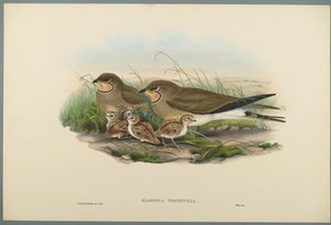 Glareola Pratincola - Common Pratincole (fargelitho på vevd papir) av John Gould