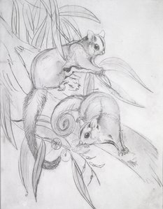 Glidende possums (blyant) av John Gould