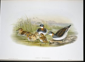 Glanset Ibis (Falcinellus Igneus) (håndfarget litho) av John Gould