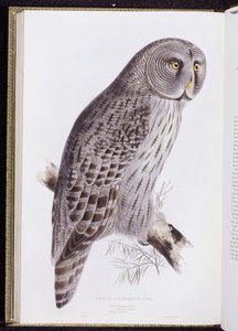 Great Cinereous Owl, fra "The Birds of Great Britain", utgitt London, 1862-73 av John Gould