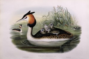 Storfugl (Podiceps Cristatus) (håndfarget litho)