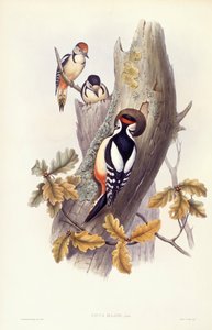 Flott hakkespett (Dendrocopos major), Gravering av John Gould av John Gould