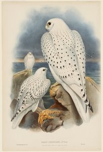  av John Gould