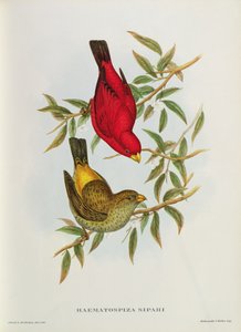 Haematospiza Sipahi, illustrasjon fra 