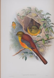 Harpactes Oreskios, plate fra The Birds of Great Britain av John Gould, utgitt 1862-73 (håndfarget lito) av John Gould