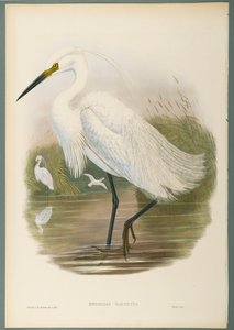 Herodias Garzetta - Little Egret (farge litho på vevd papir) av John Gould