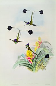 Hummingbird, gravert av Walter og Cohn