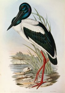 Illustrasjon fra John Goulds "The Birds of Australia" som representerer svarthalset stork Ephippiorhynchus asiaticus, av John Gould