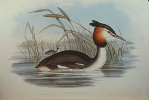 Illustrasjon fra John Goulds "The Birds of Australia" som representerer Southern Crested Grebe Podiceps cristatus australis, av Oscar Dressler av John Gould