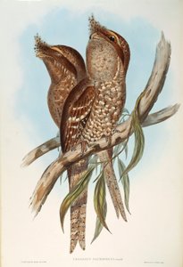 Illustrasjon fra John Goulds "The Birds of Australia" som representerer Tawny Frogmouth Podargus strigoides, av Oscar Dressler av John Gould