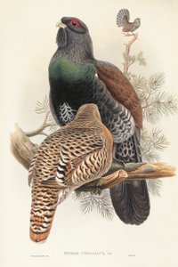 Illustrasjon fra John Goulds "The Birds of Great Britain" som representerer Capercaillie Tetrao urogallus av John Gould