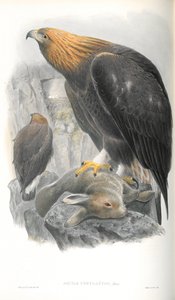 Illustrasjon av Aquila Chrysaetos (Golden Eagle) av John Gould