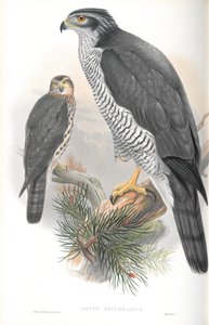 Illustrasjon av Astur Palumbarius (Goshawk) av John Gould