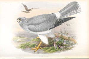 Illustrasjon av Circus Cyaneus (Hen Harrier) av John Gould