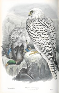 Illustrasjon av Falco Candicans (Greenland Falcon Dark Race) av John Gould