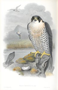 Illustrasjon av Falco Peregrinus (Peregrine Falcon) av John Gould
