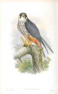 Illustrasjon av Falco Subbuteo (hobby) av John Gould