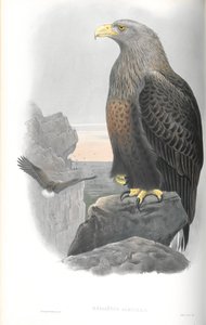 Illustrasjon av Haliaeetus Albicilla (havørn) av John Gould