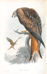 Illustrasjon av Milvus Regalis (Kite; Gilead) av John Gould