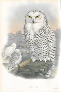 Illustrasjon av Nyctea Nivea (snøugle) av John Gould