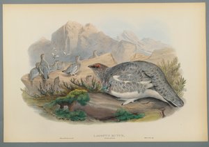 Lagopus Mutus, høstfjærdrakt: Ripe (fargelitho på vevd papir) av John Gould