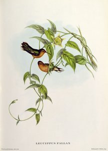 Leucippus Fallax av John Gould