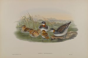Lobipes Hyperboreus - Rødhalset Phalarope av John Gould