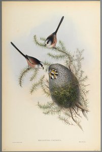 Mecistura Caudata - Langhalet meis (farget litho på vevd papir) av John Gould