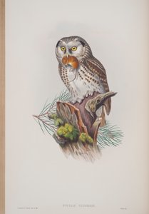 Nyctale Tengmalmi, plate fra The Birds of Great Britain av John Gould, utgitt 1862-73 (håndfarget lito) av John Gould