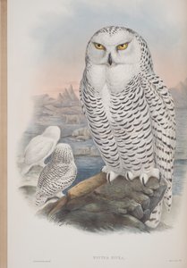 Nyctea Nivea, tallerken fra The Birds of Great Britain av John Gould, utgitt 1862-73 (håndfarget lito) av John Gould