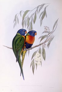 Utsmykket lorikeet (Trichoglossus ornatus), Gravering av John Gould av John Gould