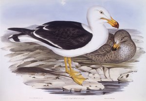 Stillehavsmåke (Larus pacificus), Gravering av John Gould av John Gould
