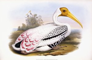 Malt Stork av John Gould