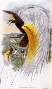 Paradisaea Minor av John Gould