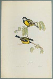 Parus Major: Pommemeis (fargelitho på vevd papir) av John Gould