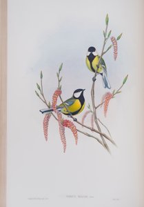 Parus Major, plate fra The Birds of Great Britain av John Gould, utgitt 1862-73 (håndfarget lito) av John Gould
