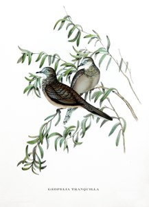  av John Gould