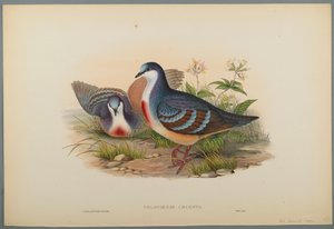 Philogoenas Cruenta (fargelitho på vevd papir) av John Gould
