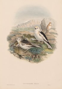 Plestrophanes Nivalis av John Gould