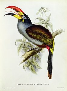 Pteroglossus Hypoglaucus fra "Tropical Birds"