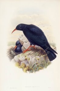 Rødnebbchough (Pyrrhocorax pyrrhocorax), Gravering av John Gould av John Gould