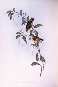 Rødbrynet pardalote (Pardalotus rubricatus), Gravering av John Gould av John Gould