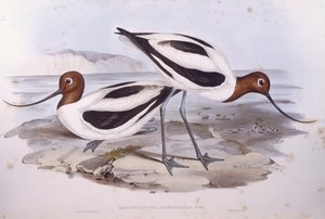 Rødhalset avoket (Recurvirostra novaehollandiae), gravering av John Gould av John Gould