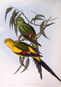 Regent papegøye (Polytelis anthopeplus), Gravering av John Gould av John Gould