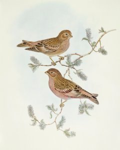 Rosenfink (Erythrospiza incarnata), Gravering av John Gould av John Gould