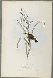 Salicaria Phragmatis: Sedge Warbler (fargelitho på vevd papir) av John Gould