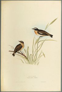 Saxicola Rubetra - Whinchat (fargelitho på vevd papir) av John Gould