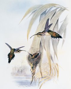 Eremitt med skjellhals (Phaethornis eurynome), gravering fra Monograph of Trochilidae eller Humming Birds (1849-1861), av John Gould (1804-1881), Storbritannia av John Gould