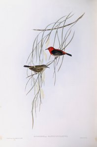 Scarlet myzomela (Myzomela sanguinolenta), Gravering av John Gould av John Gould